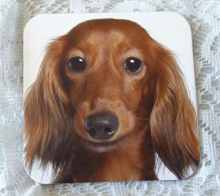 New Purebred Long Hair Dachshund Doxie Puppy Dog 6 PC Cork Backed