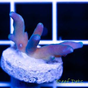 Reef Pets Tri Color Deepwater Acropora Acro SPS Live Reef Coral
