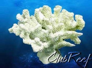 Branch Coral Replica Reef Aquarium Nautical Decor Large