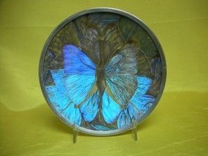  Butterfly Moth Wing Decorative Plate Wall Hanging Blue Morpho