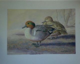 david plank original w c painting wood ducks