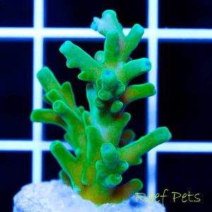 Reef Pets Ultra Deepwater Speciosa Acropora Acro SPS Live Reef Coral