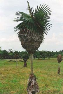 Here is a chance to start a good Coccothrinax collection. The