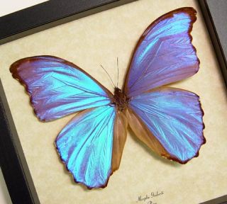 Christmas Gift Morpho Godarti Real Framed Giant Purple Blue Butterfly