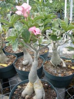 Pink Adenium Obesum Desert Rose Live Plant RARE Exotic Natural Bonsai