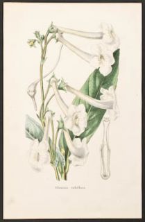 De Launay & Remond   Gloxinia tubiflora   1839 Herbier General