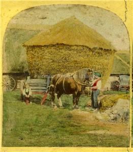 Probable Grundy Large horse Dobbin rural farming scene tinted