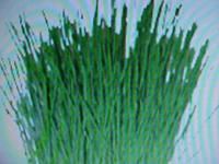 Cat Dog Oat Wheat Grass Digestive Aid Seeds Buy 1 Get 1