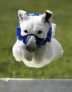Dog Muzzle Jack Russell Terrier JRT Racing Muzzle Anti Bark Bite Chew