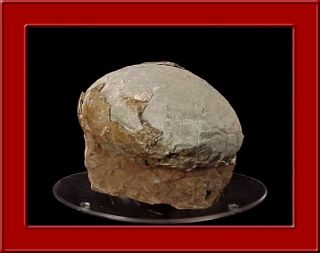 Authentic Prehistoric Hadrosaur Dinosaur Fossil Egg Geniune