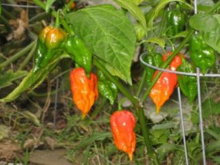 Dorset Naga Seeds Hottest Hot Pepper Ever Bhut Jolokia