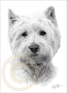 Dog West Highland White Terrier Le Art Pencil Drawing Print A4 Signed