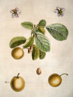 Duhamel du Monceau 1768 Hand Col Fruit Print. White Damson Plum 3