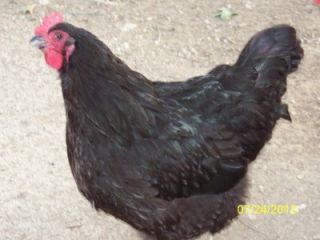 Exhibition Large Fowl Black Dun Orpington Hatching Eggs