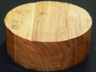 Spalted maple wood bowl blank 3 x 8 1 2 for lathe turning 09 08