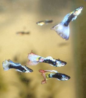 Live Guppies Tequila Sunrise/Purple Moscow 3+ Fry