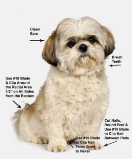 Shih Tzu Grooming Instructions Video Four DVDs