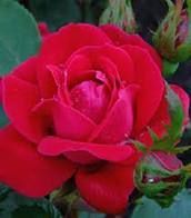  Double Red Knockout Rose Beautiful Rose