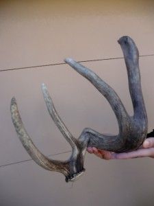 Freak Elk Shed Antler Horns Taxidermy Antlers Deer