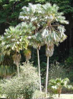 Big Blue Dwarf Loulu Fan Palm Pritchardia Molokai 24 In