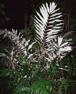 Wallichia Densiflora Dwarf Fishtail Palm Tree 2 Gallon