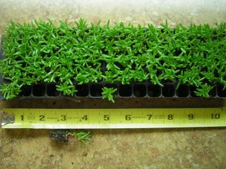   Sundial Peppermint 50 small live flower plant plugs drought tolerant