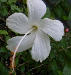 Hibiscus Tree Plant Rare Pure White Dainty Pinwheel Flower Hard To