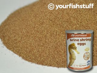 Brine Shrimp Eggs Artemia Cysts 50grams of 90 Hatch