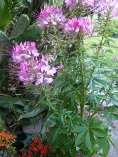 Violet Queen Cleome Beautiful Cottage Flowers 200 Seeds