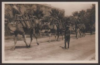 Middle East Israel Palestine Jaffa Camel Caravan Real Photo