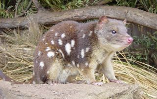 close up view of a spotted Eastern Quoll, a marsupial carnivore once
