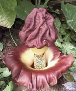 Amorphophallus Paeoniifolius Live Plant Exotic Flower