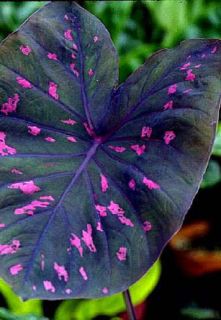  Neon Pink Spots Rubicundum Live Elephant Ear Potted Plant