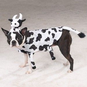 Halloween Dog Costume Clothes Udderly Adorable Cow XS