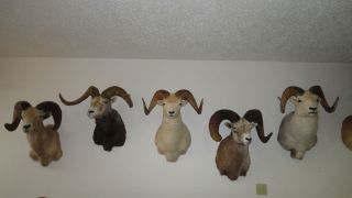 Grand Slam Fannin of North American Sheep Mount Horns Ram Goat