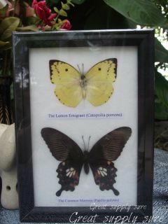   Butterfly Mounted Southeast Asia in Framed Black Box Lemon Emigrant
