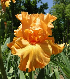 Tall Bearded Fiery Figure Iris Brilliant Orange 00 Perennial Rhizome