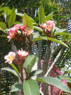 RARE Hawaiian Lei Flower Tree Rooted Tropical Plant