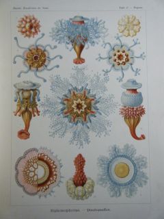  Der Natur Art Forms of Nature Ernst Haeckel Antique 100 Plate