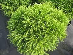Globosa Nana Cryptomeria Japonica Six Plants Evergreen