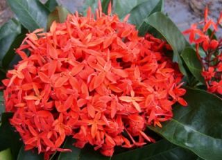 Ixora Tropical Plant Red Super King Huge Flowers Individual Starter