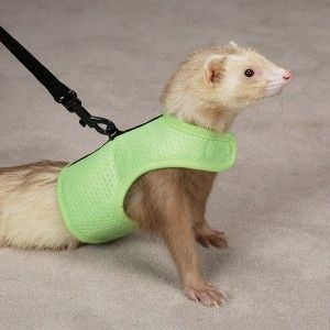  to see supersized image biddie buddies ferret harness lead lime large