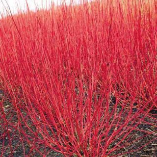 Red Twig Dogwood Cornus Stolonifera Shrub
