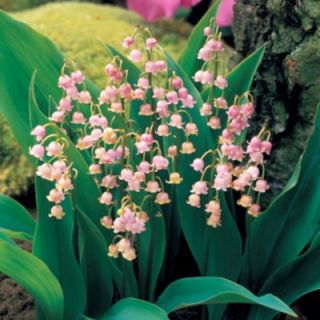  of The Valley Plant Convallaria Rosea Perennial Flowers Shade