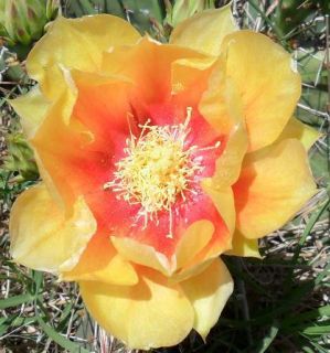 Winter Hardy Prickly Pear Cactus Huge Gold Flowers