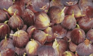 Farmers Market Ripe Purple Figs Quilt Sew Fabric RJR
