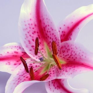 Oriental Lily  Merostar  Flower Bulb 14 16 Cm