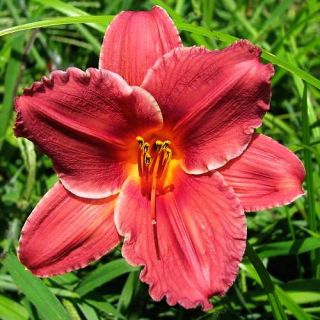 Mateus Pink DAYLILY DF Live Plants Perennial Flowers