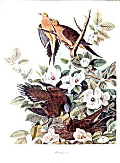 Mourning Dove Repro Bird Print 9 x 11½” 1950