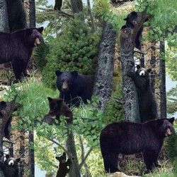 Black Bears in Forest Quilt Fabric North Americam Wildlife ElizabethS